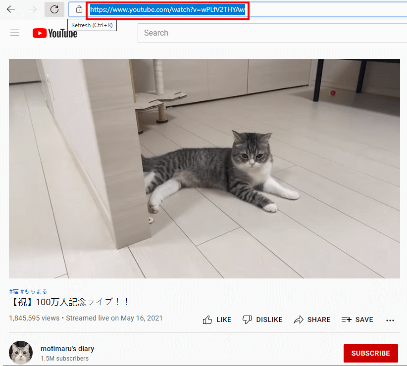 moti maru cat youtube, copy URL to download